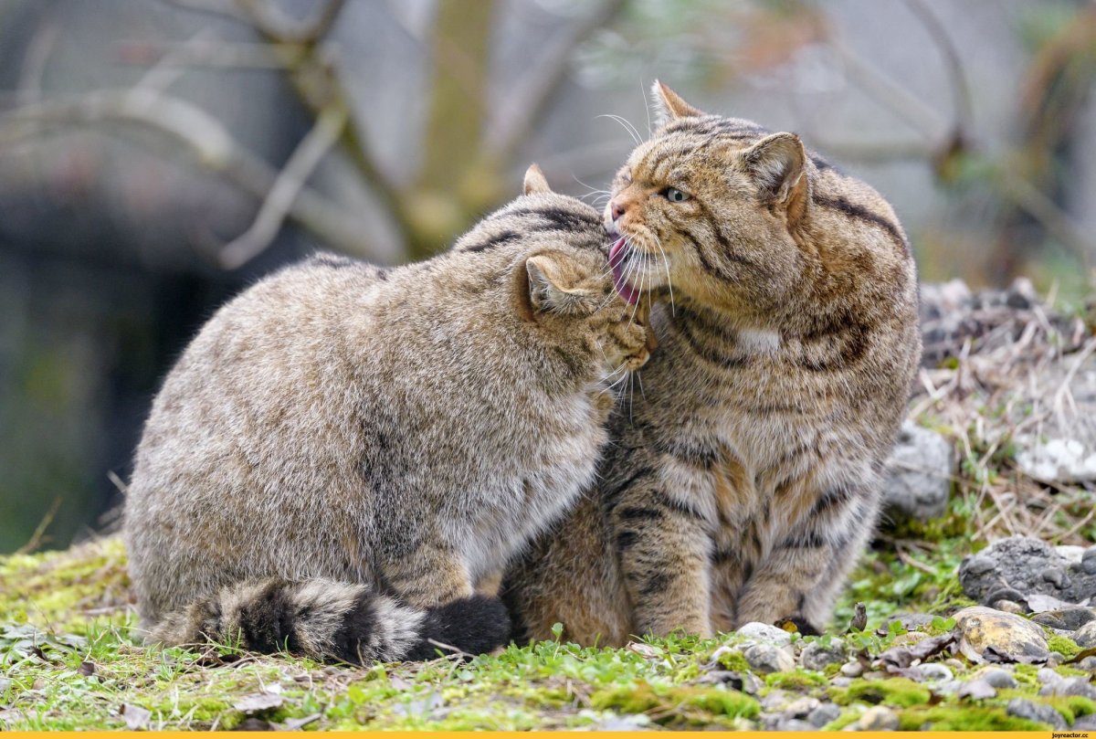 Лесной кот пара