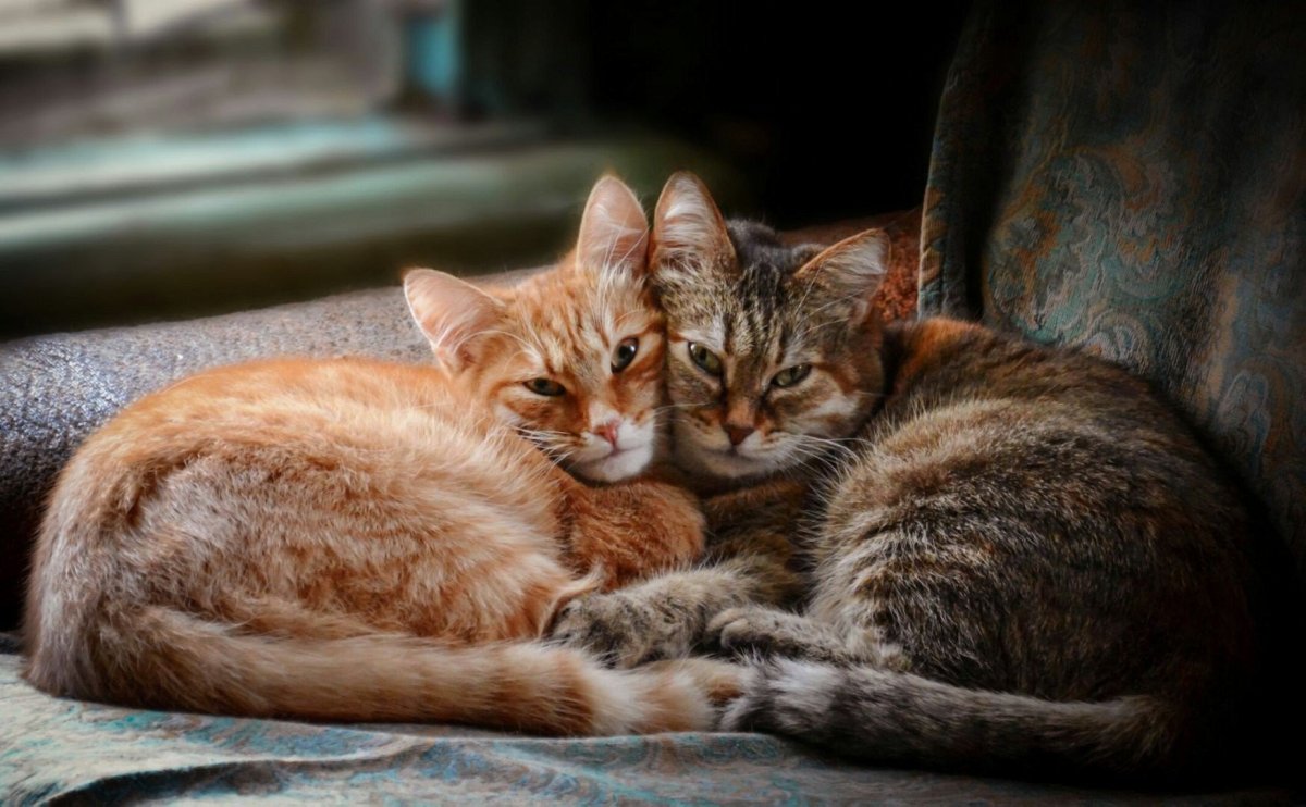 Счастливая кошка