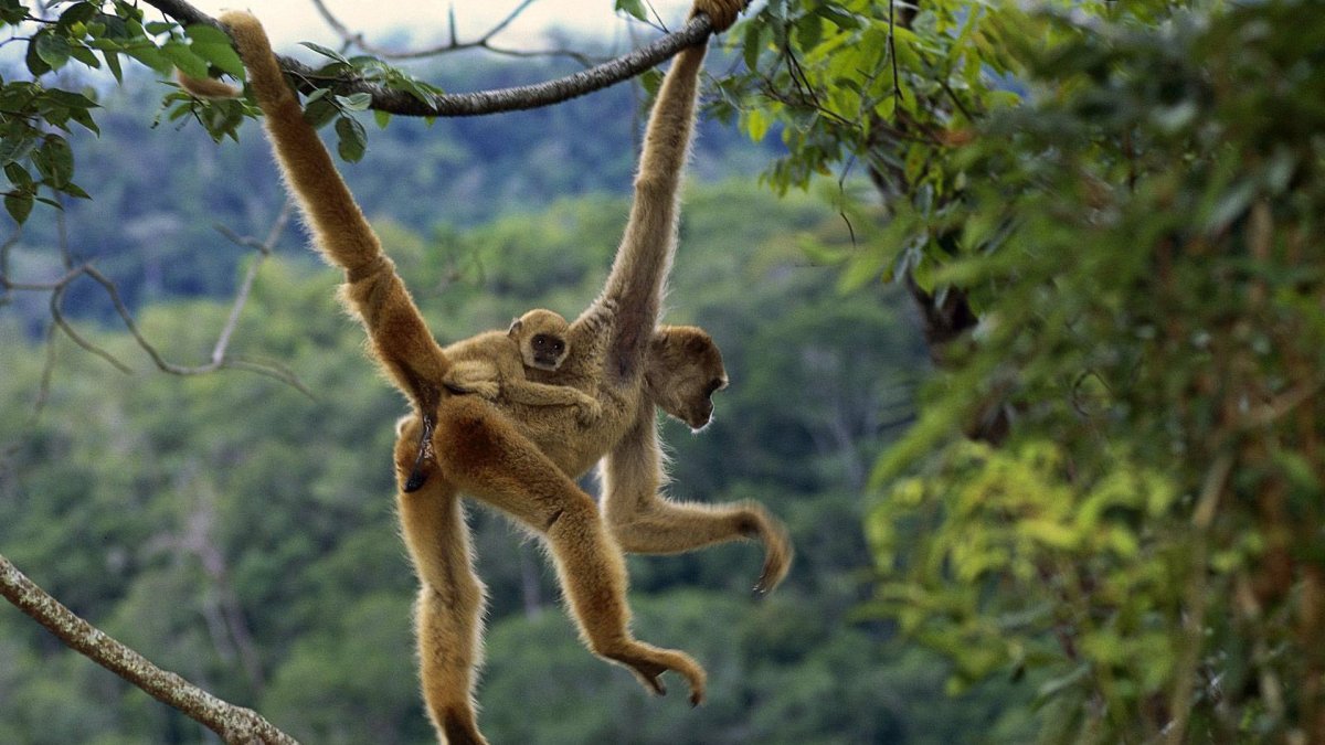 Рыжеватая обезьяна (Brachyteles hypoxanthus