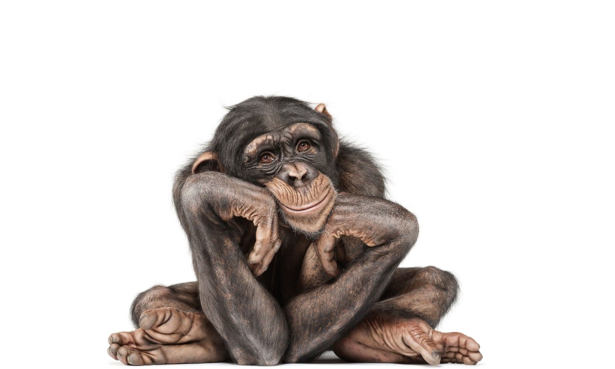 Красивые обезьянки фото