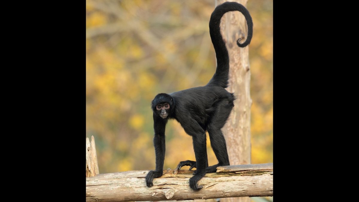 Обезьянка с длинным хвостом