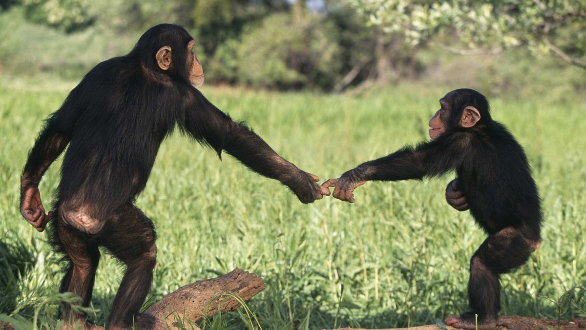 Поведение приматов