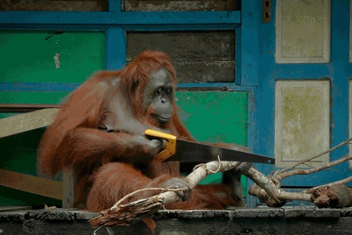 Обезьяна с молотком