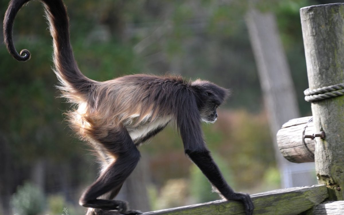 Обезьяний хвостик