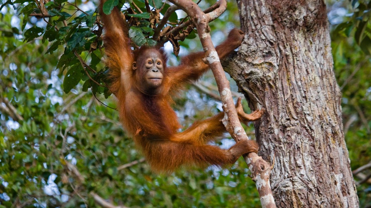 Орангутан на дереве