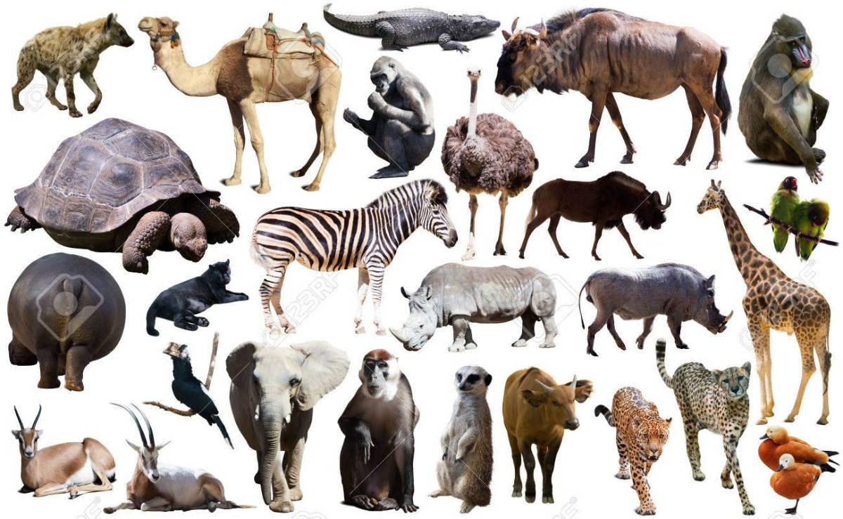 Млекопитающие животные Африки