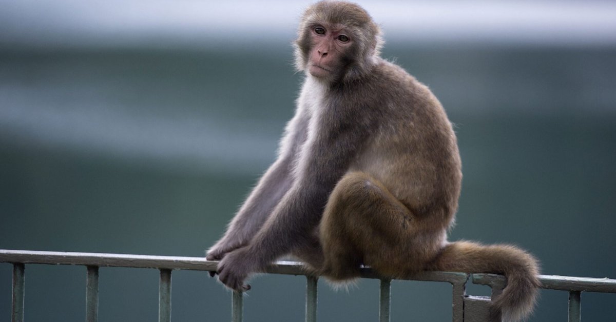 Обезьяна сидит