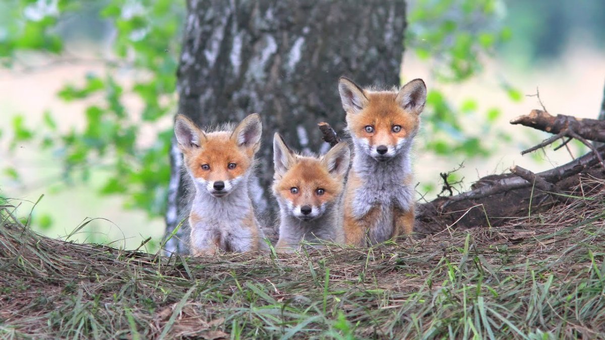 Лисенок Кусь