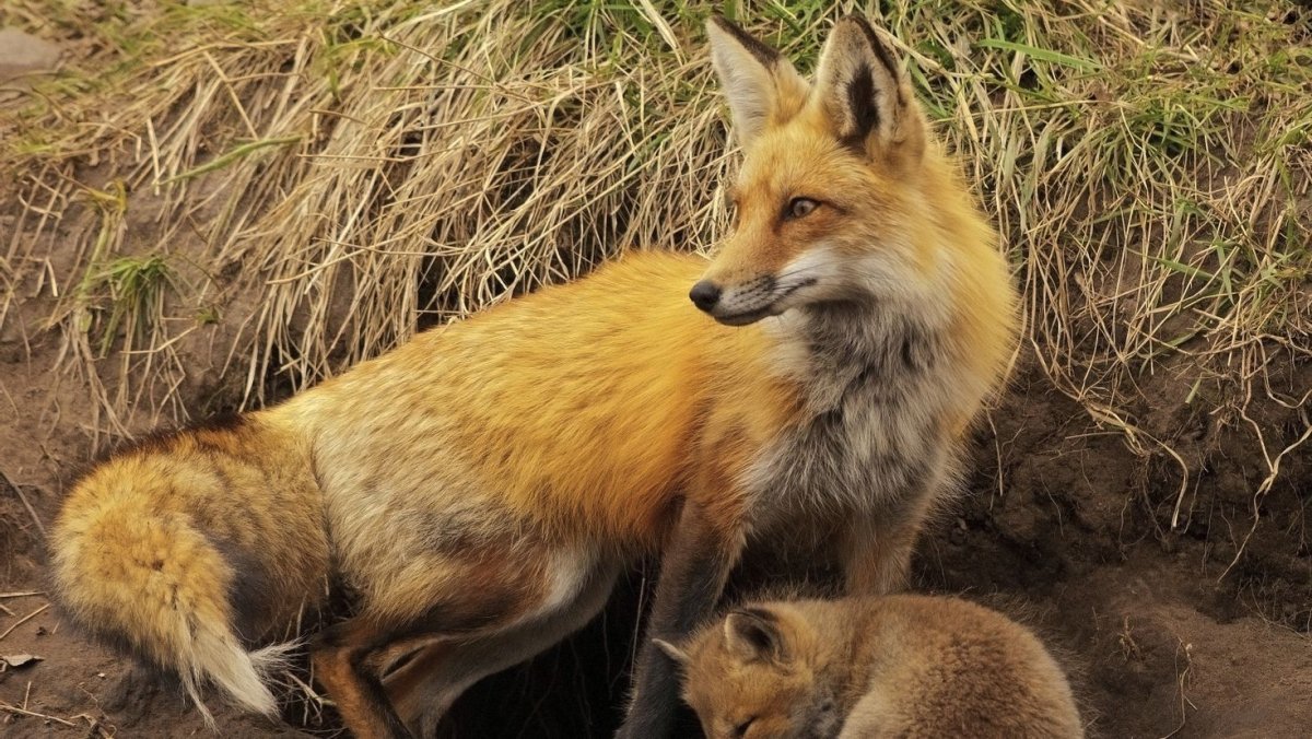 Лисья Нора с лисятами