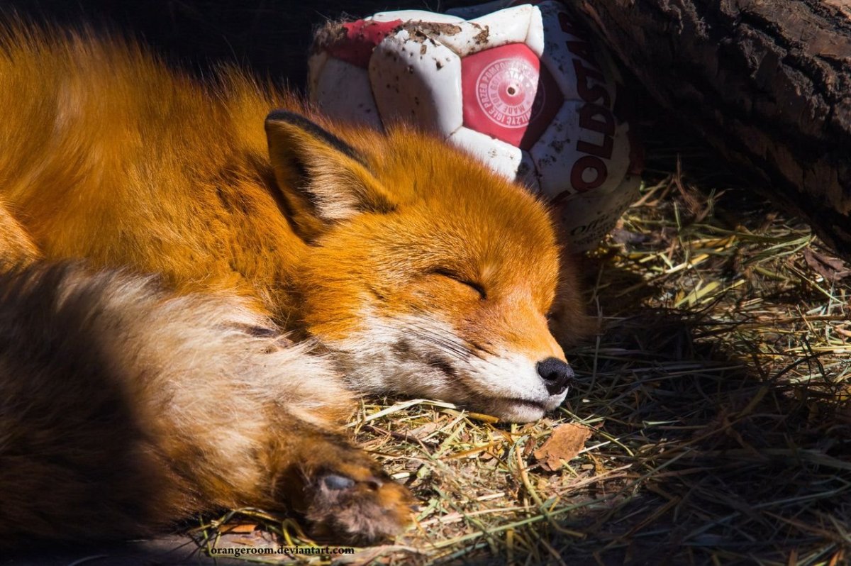 Лисья Нора с лисятами