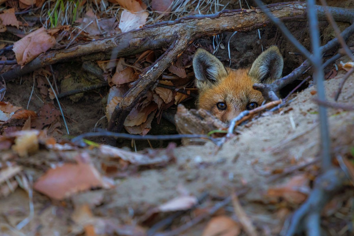Нора лисы Лисья Нора