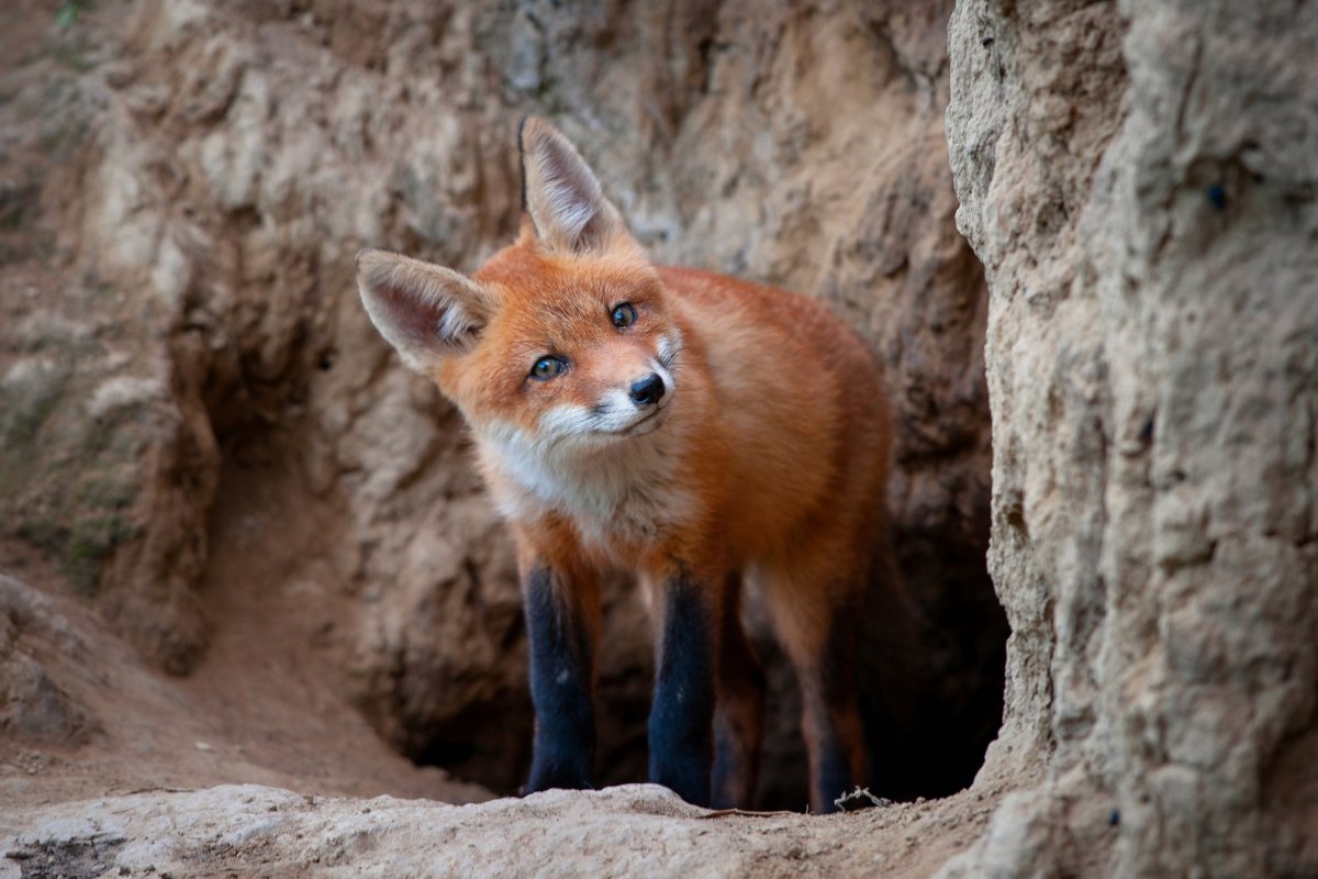 Лиса роет нору