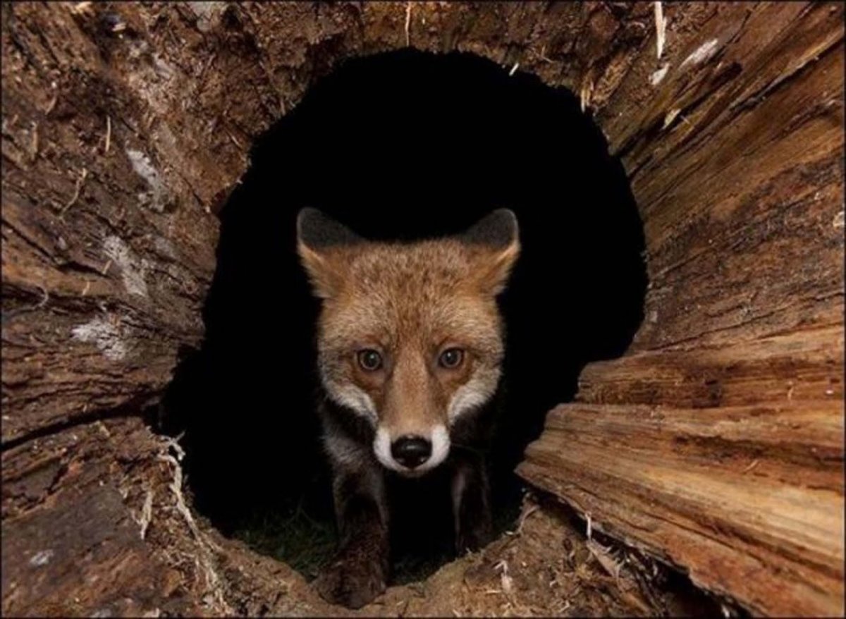 Нора лисы