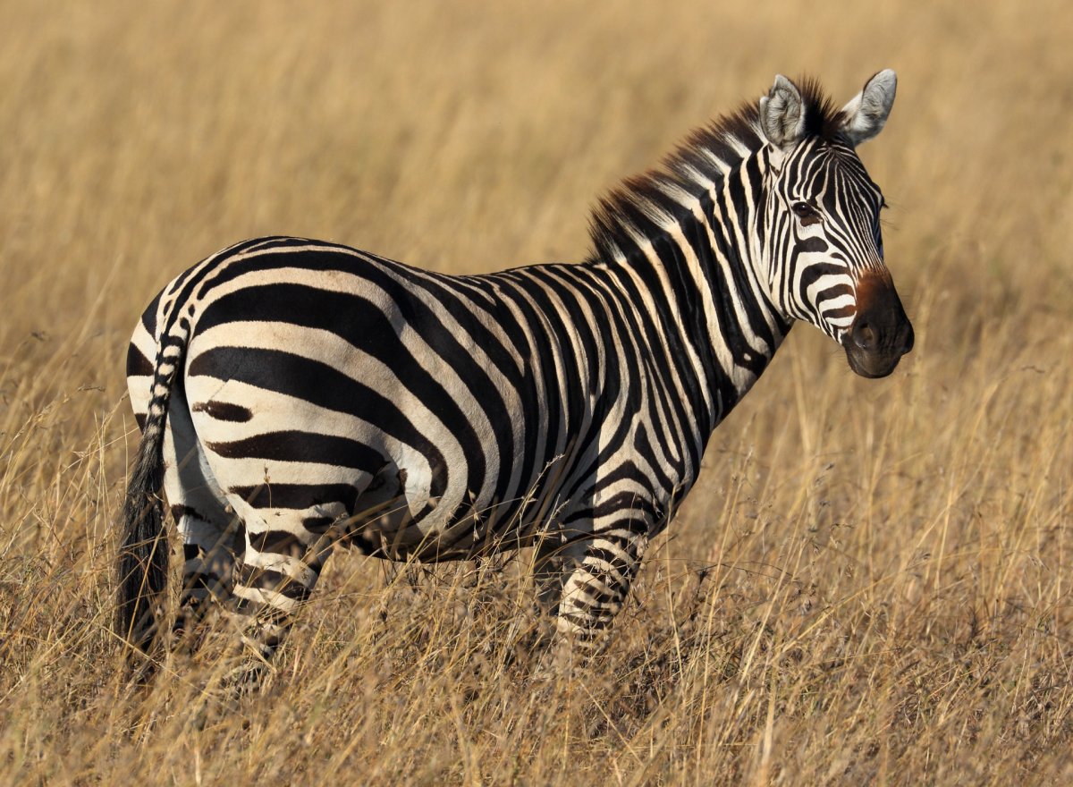 Саванная Зебра