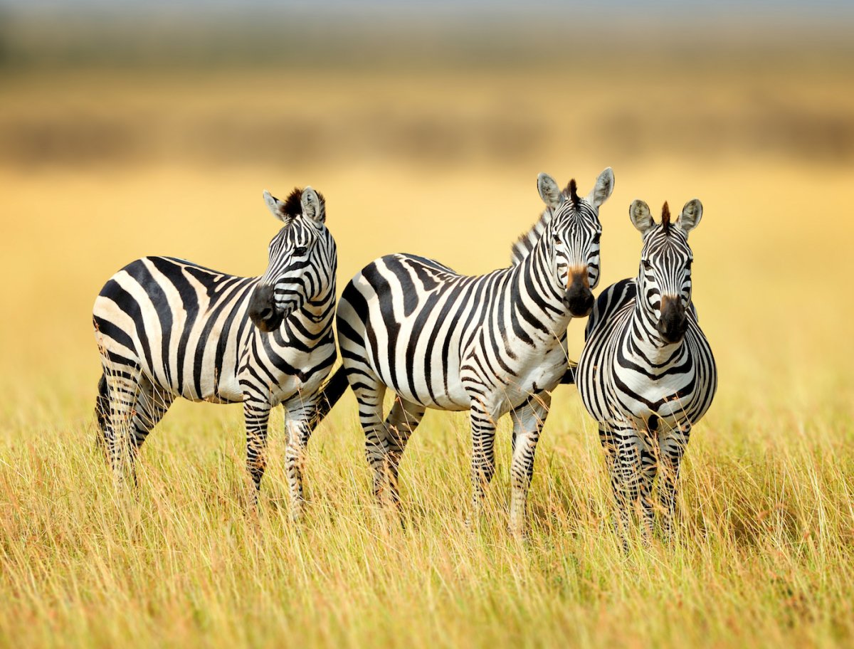 Зебры в саванне