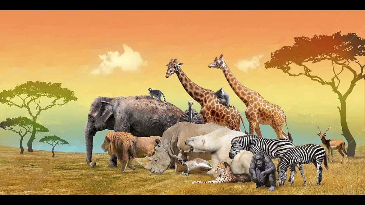 Животные саванны коллаж