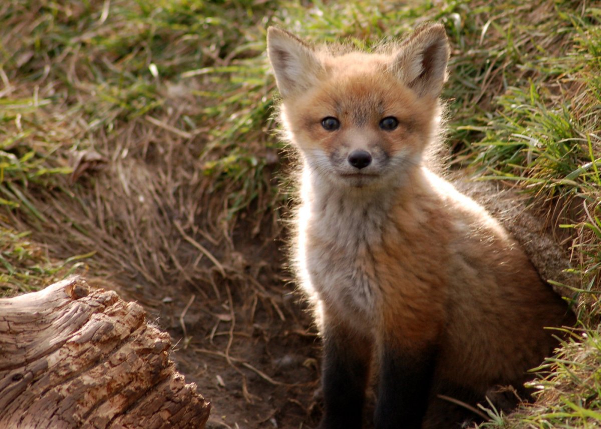 Лиса в норе зимой