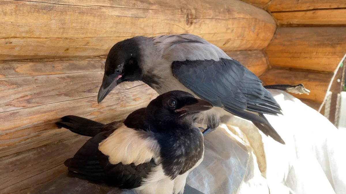 Сорока-белобока мультфильм