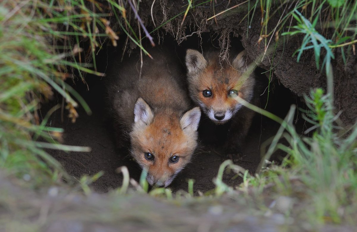 Лисья Нора для детей