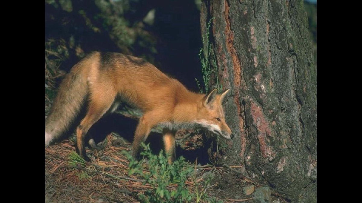 Лисья Нора в снегу