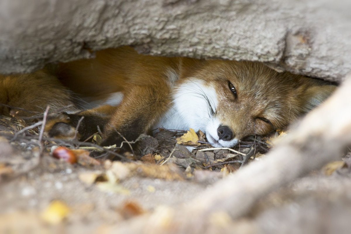 Лиса в норе