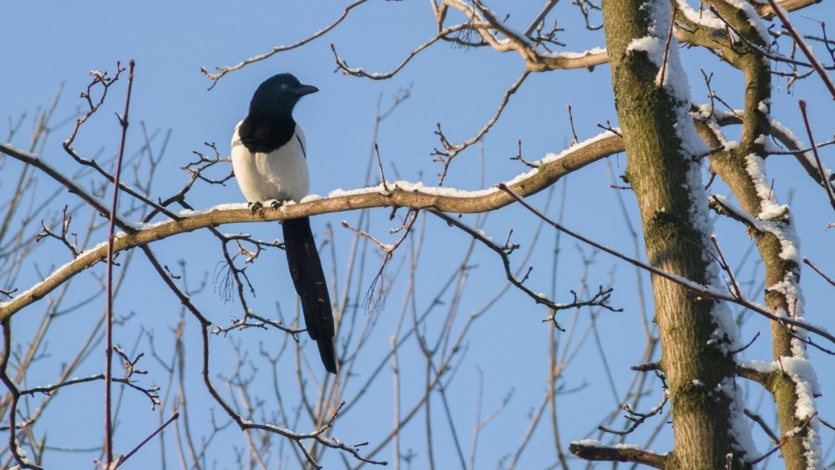 Строение птицы