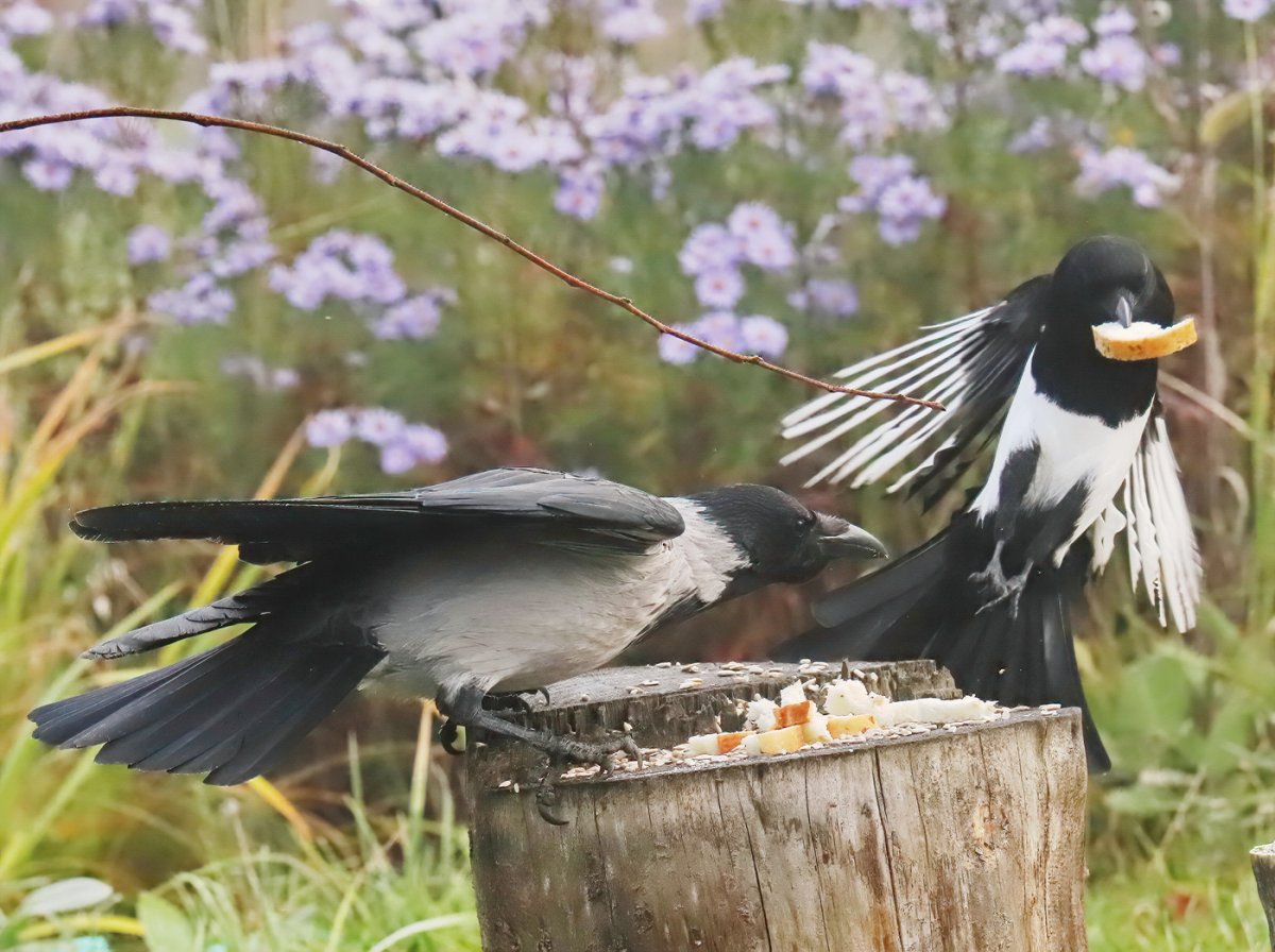Птицы сорока и ворона