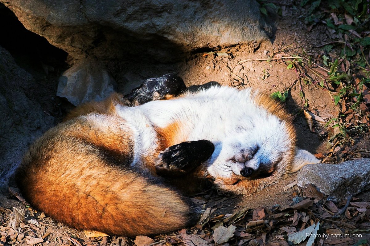 Айрон из лисьей Норы