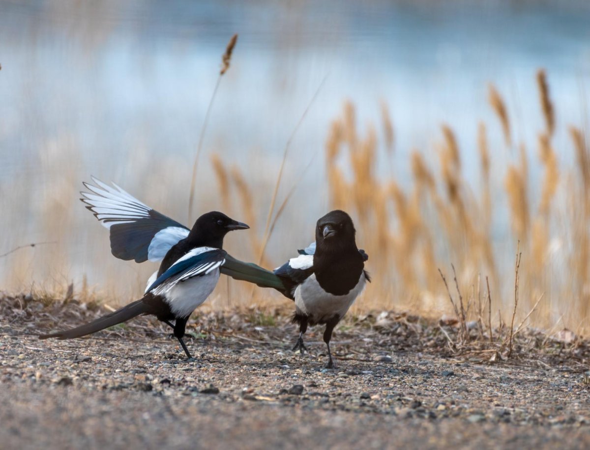 Ворон и сорока