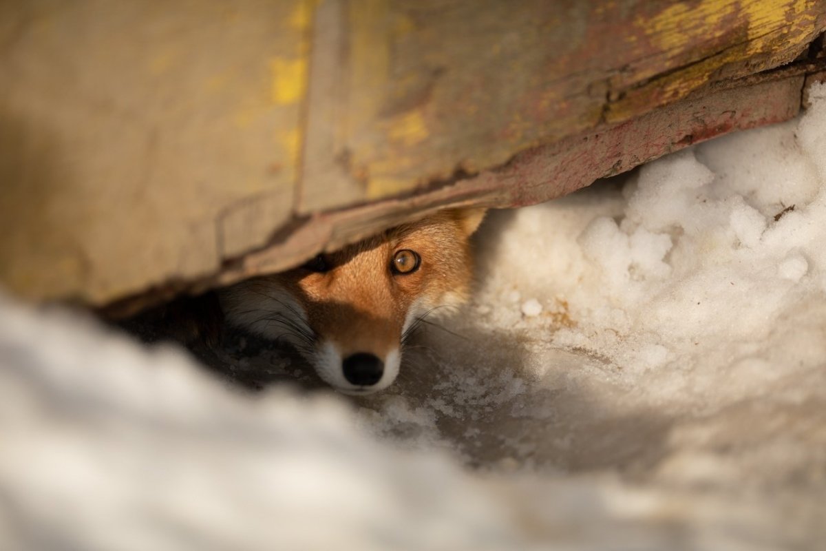 Лиса выглядывает из Норы