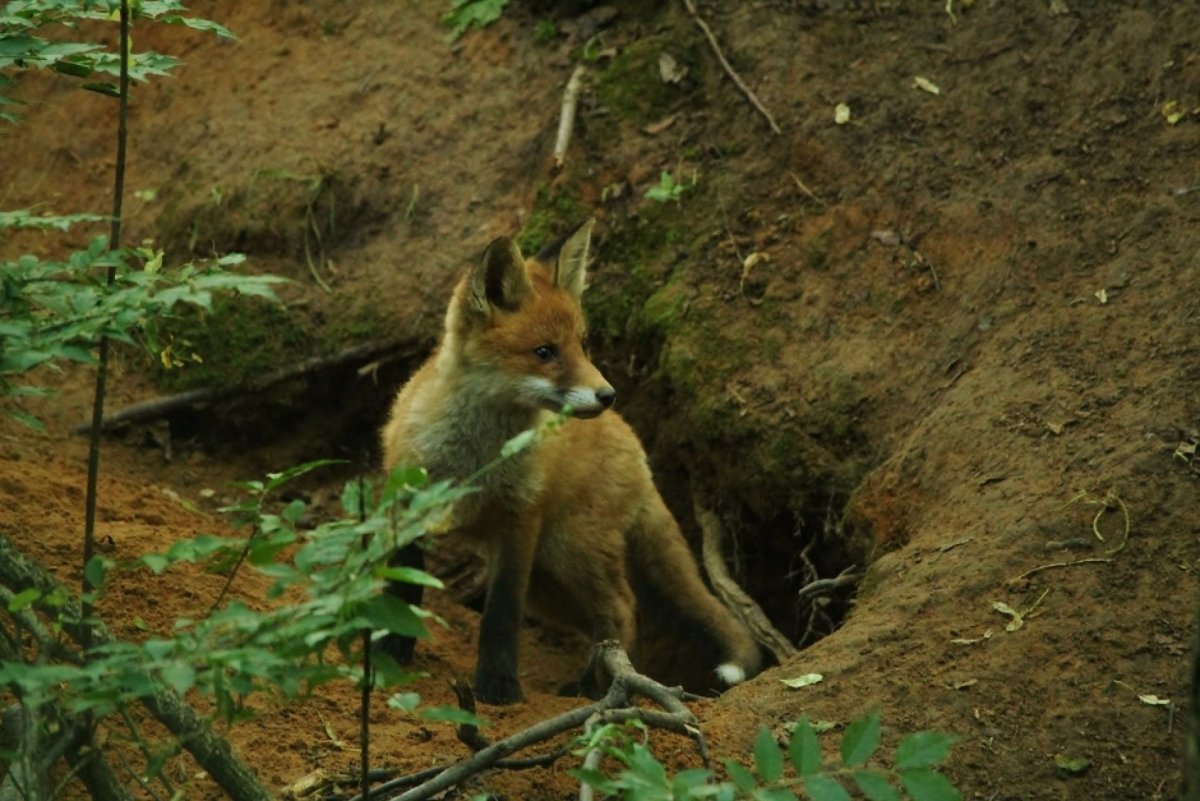 Лисья Нора лисы команда