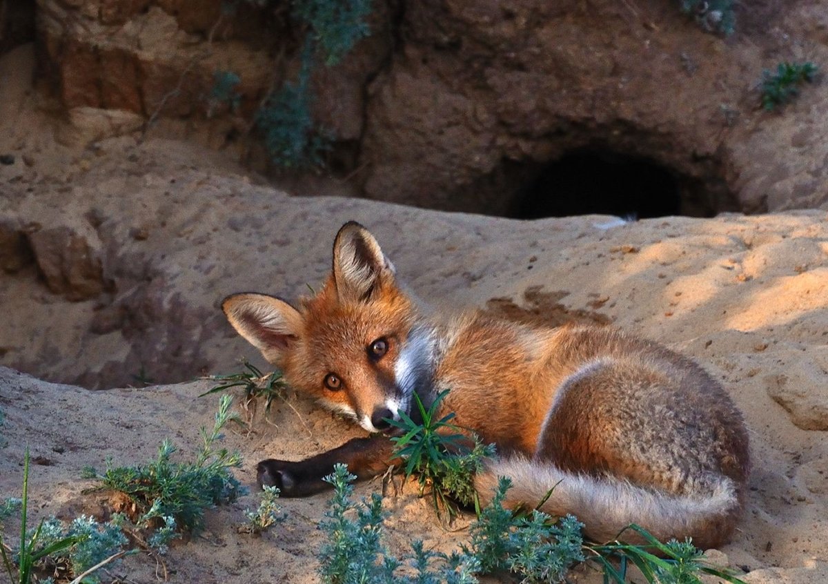 Лиса спряталась
