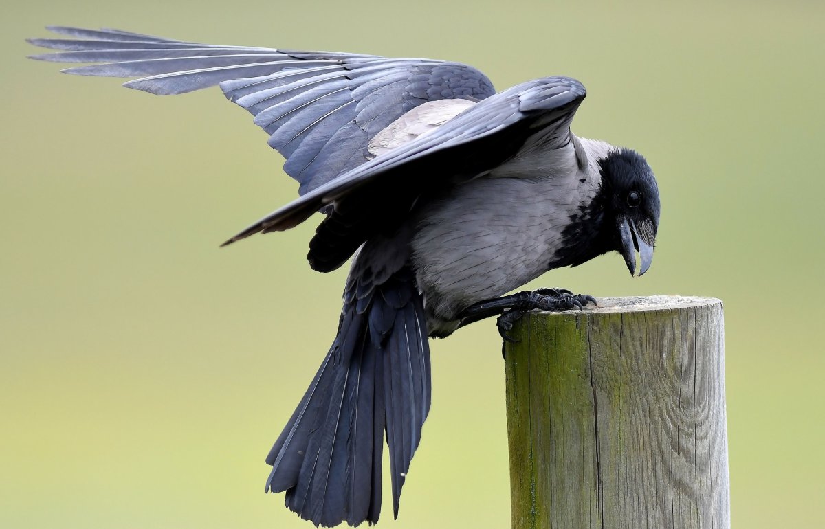 Галка на хищной птице