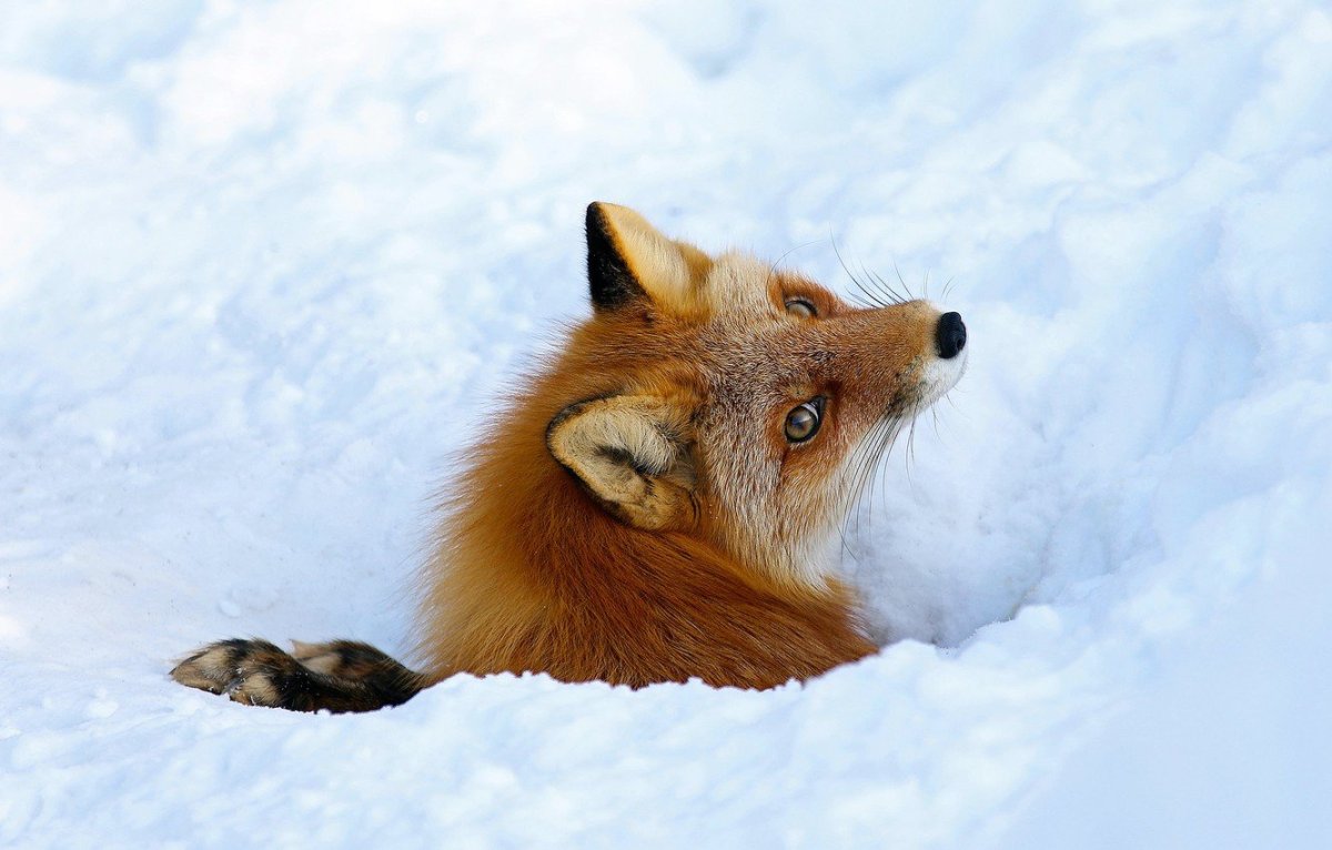 Лисья Нора с лисятами