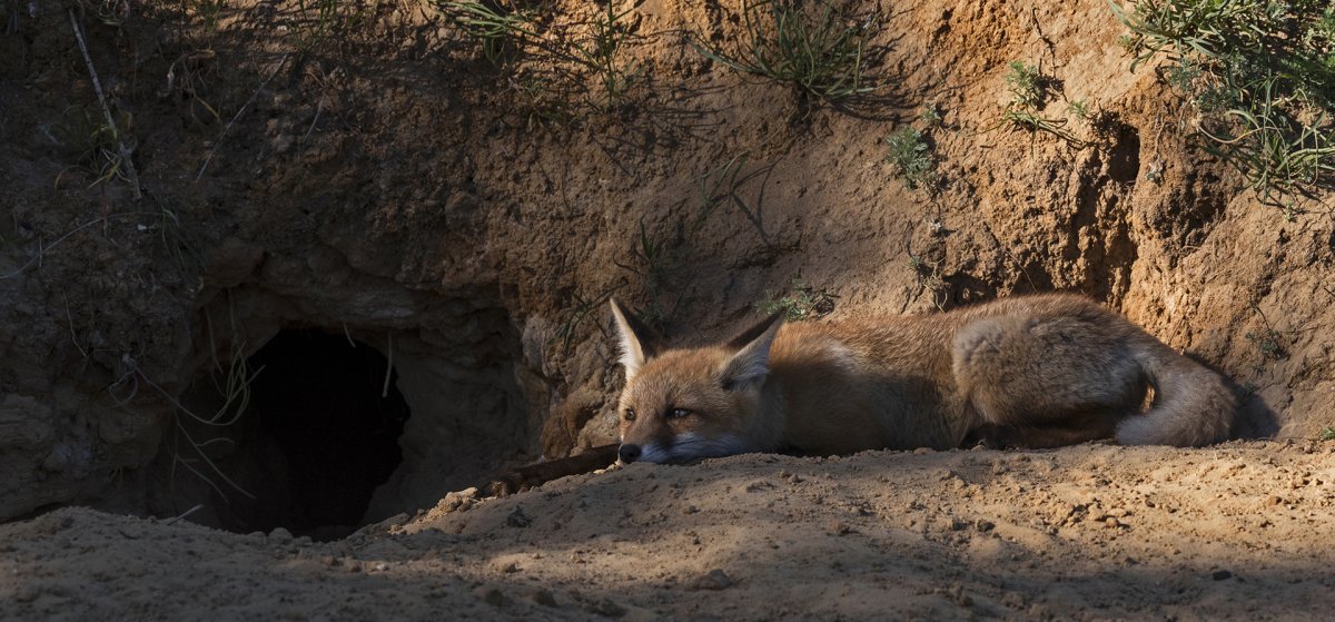 Лисья Нора Нора Сакович рисунки