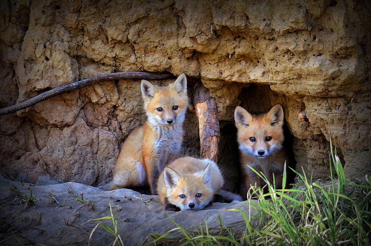 Жилище лисы