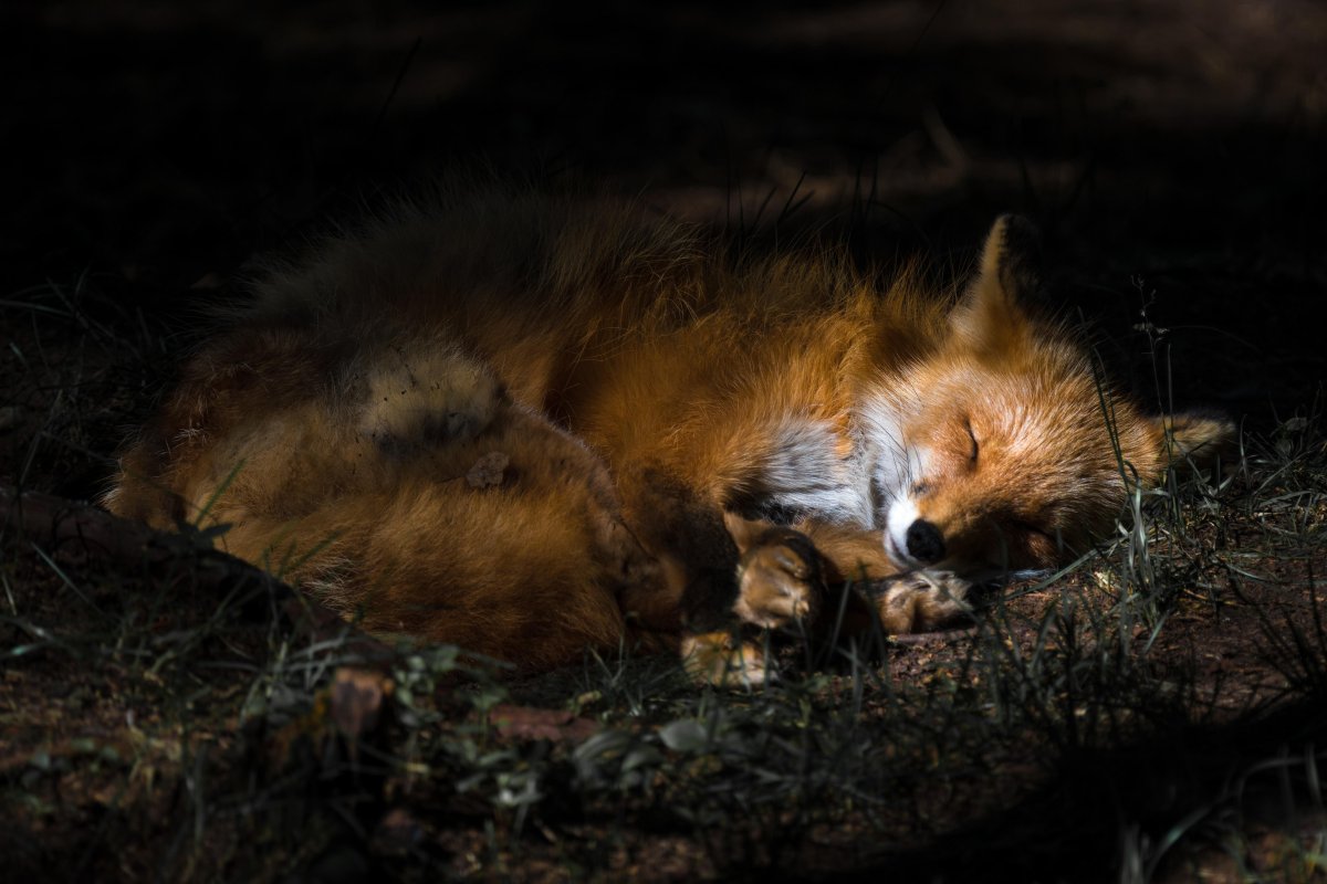 Нора лисы Лисья Нора