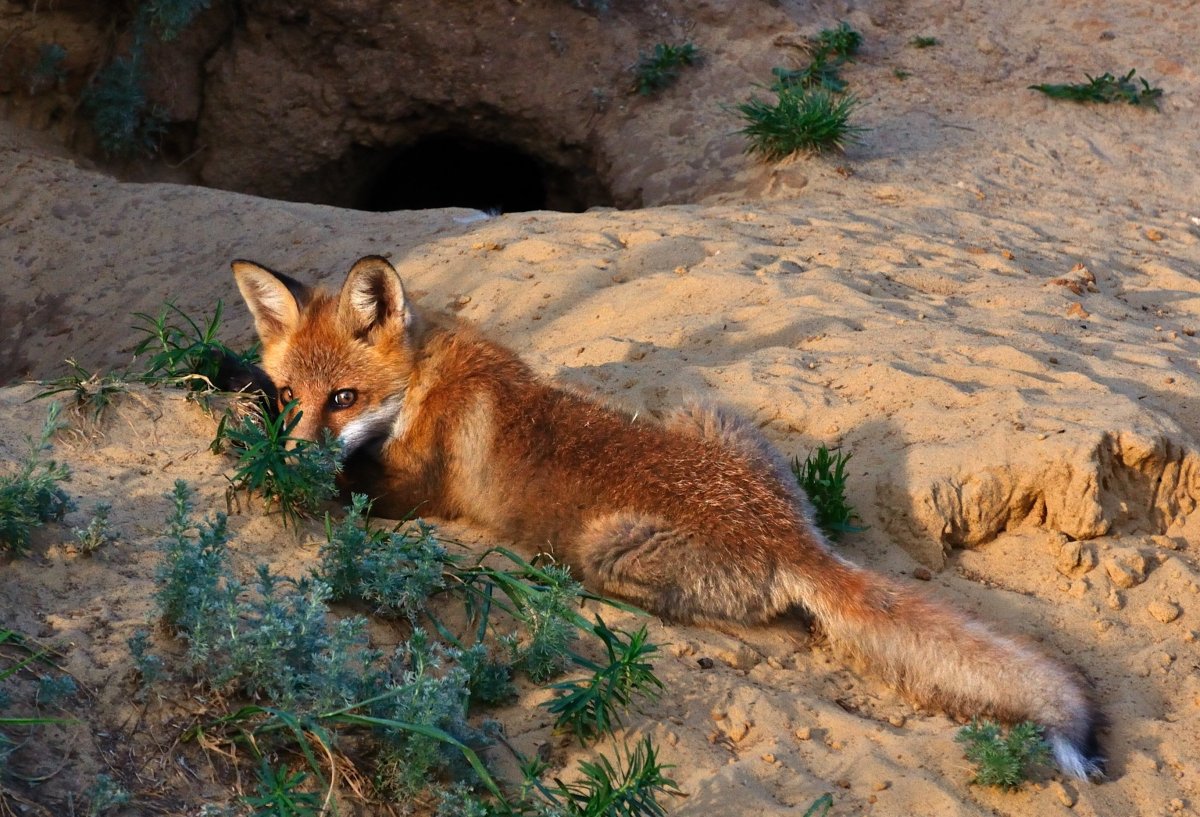 Листья норка