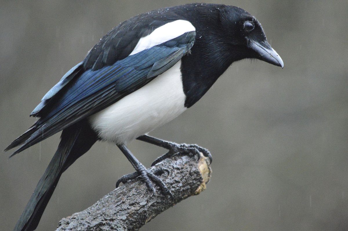 Качахак птица