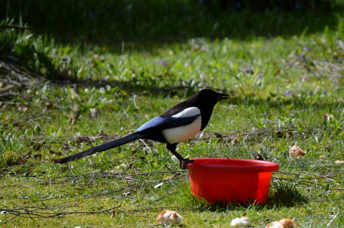 Птицы сорока и ворона