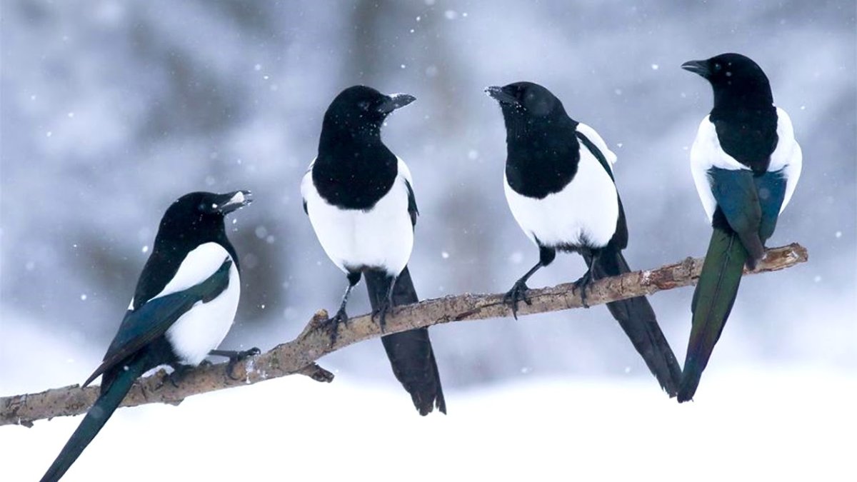 Сороки стая