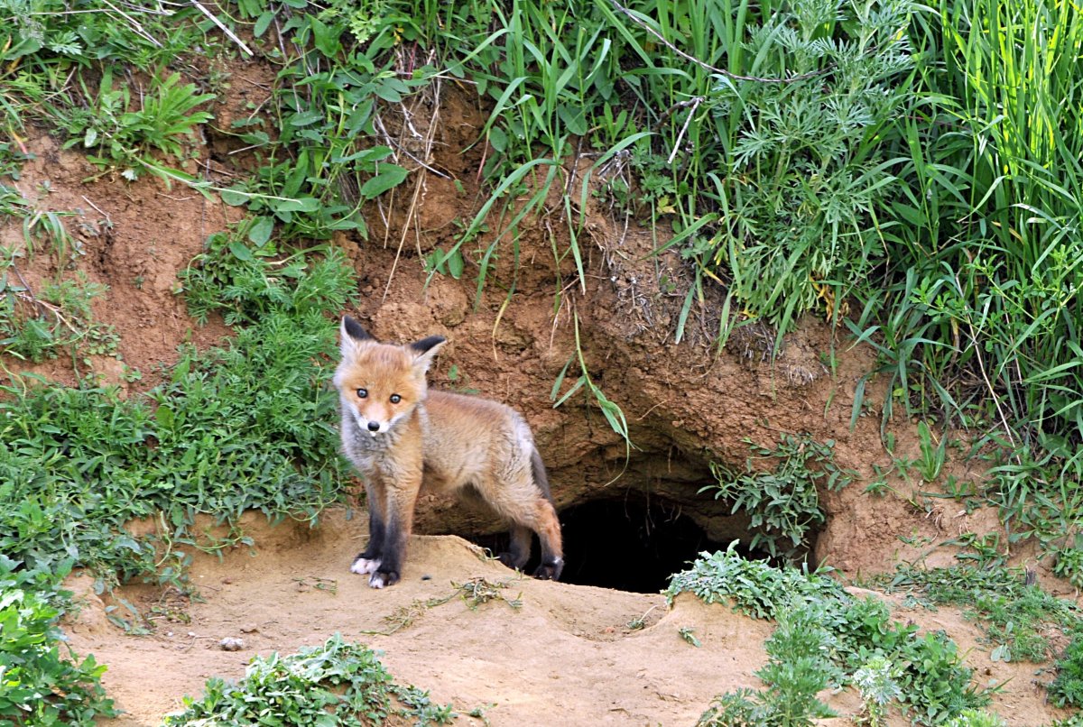 Лиса спит в норе