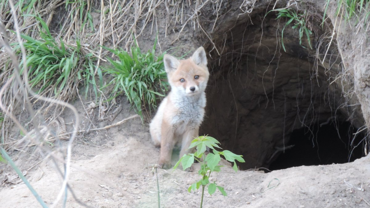 Лиса спряталась