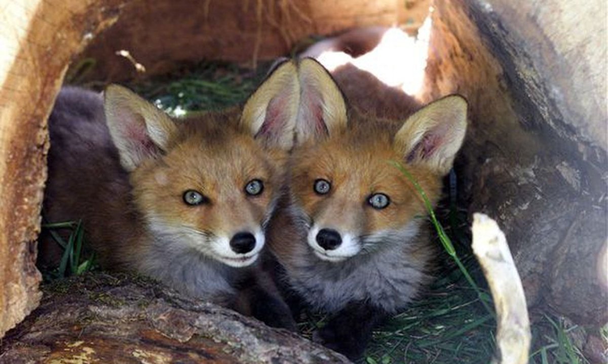 Лисья Нора с лисятами
