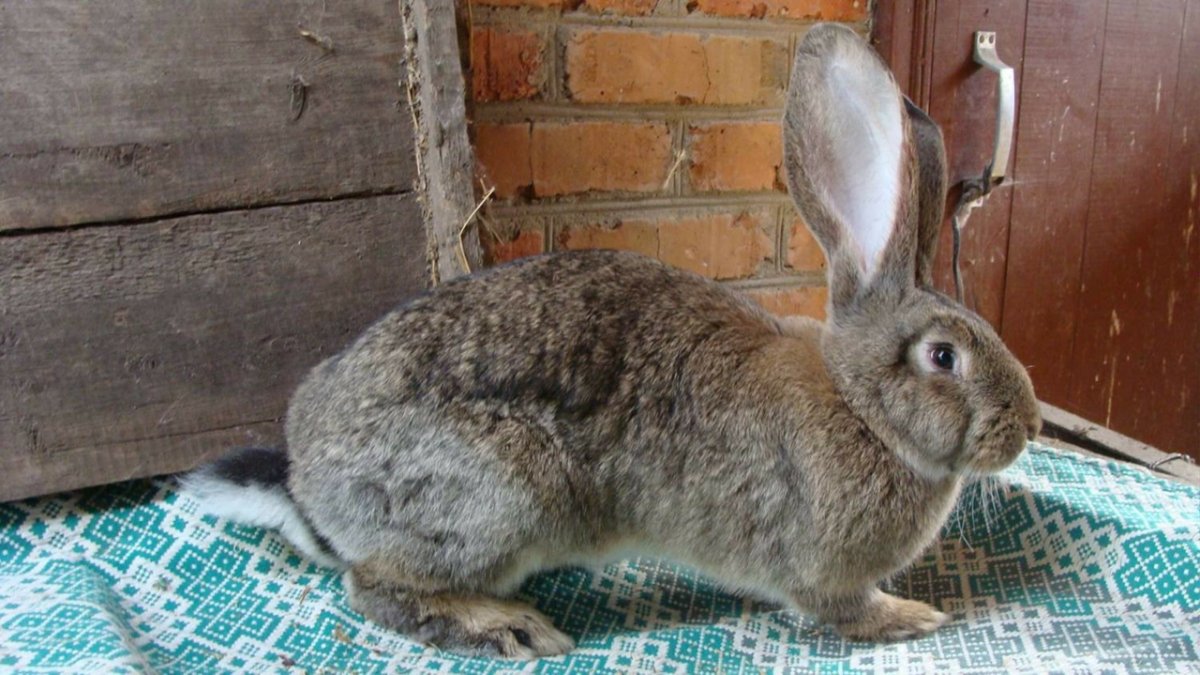 Купить кролика серого. Кролики породы бельгийский великан. Бельгийский великан бежевый. Порода Флорида кролик. Кролики 72.