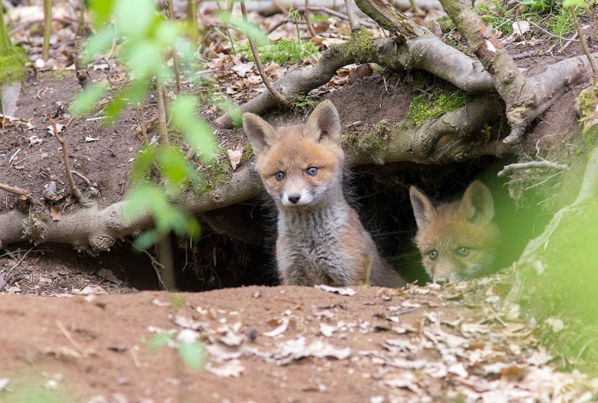 Лисичка спит