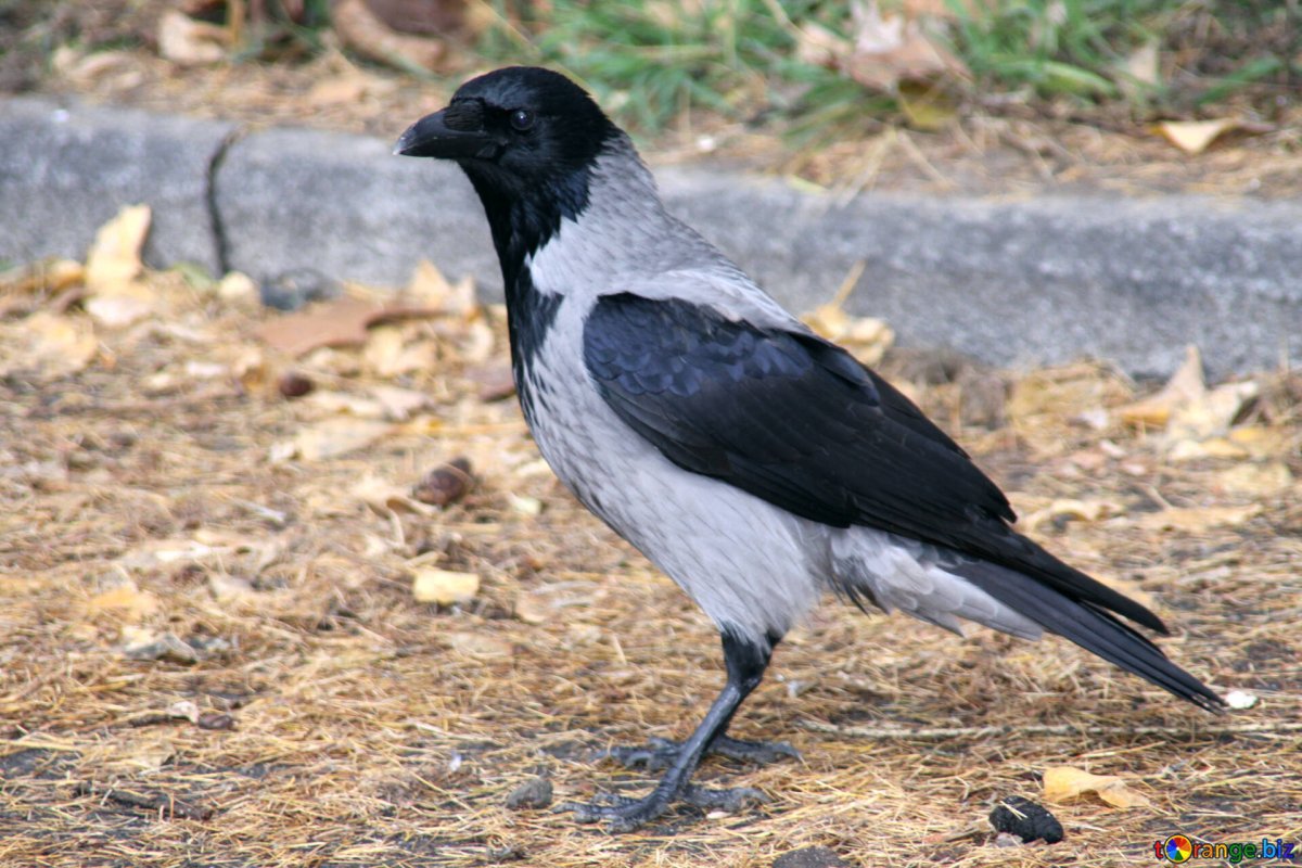 Пальчиковая гимнастика для грудничков 2 месяца