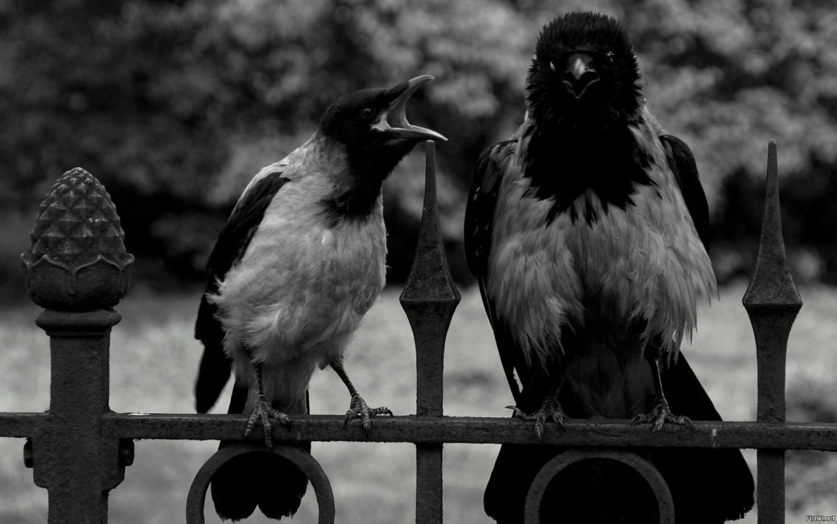 Испуганная ворона