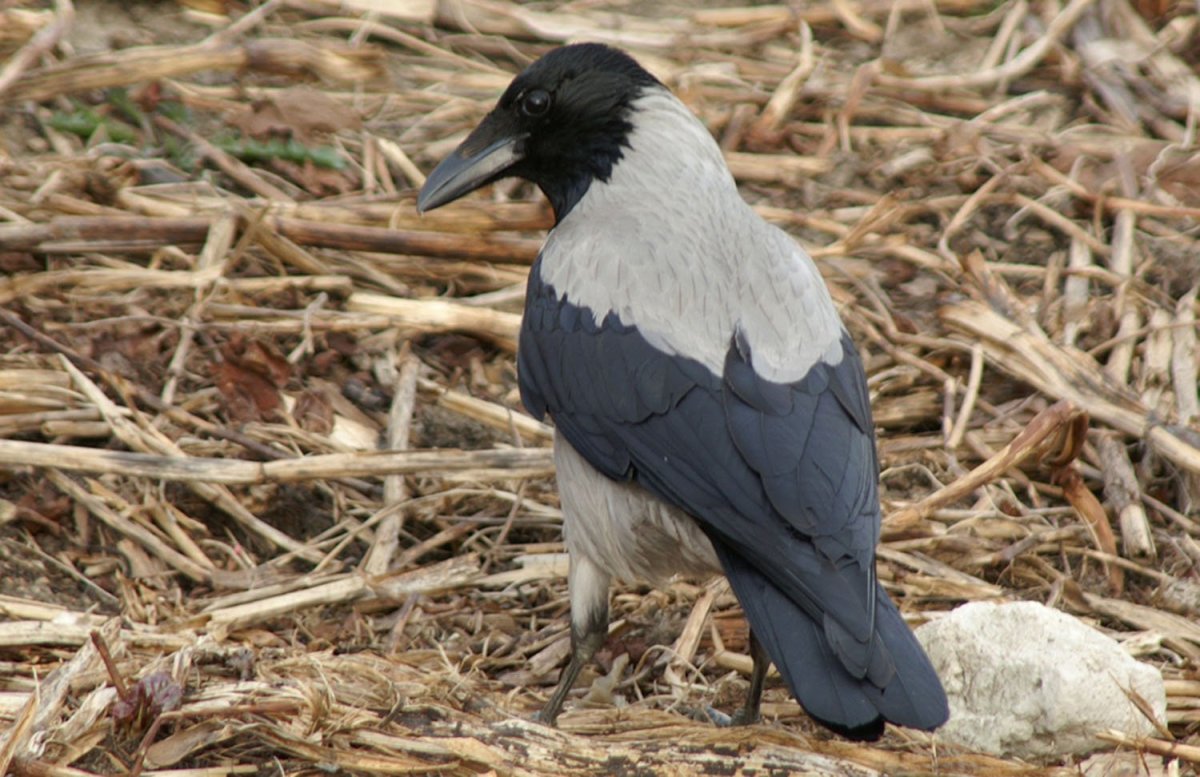 Сорока ворует