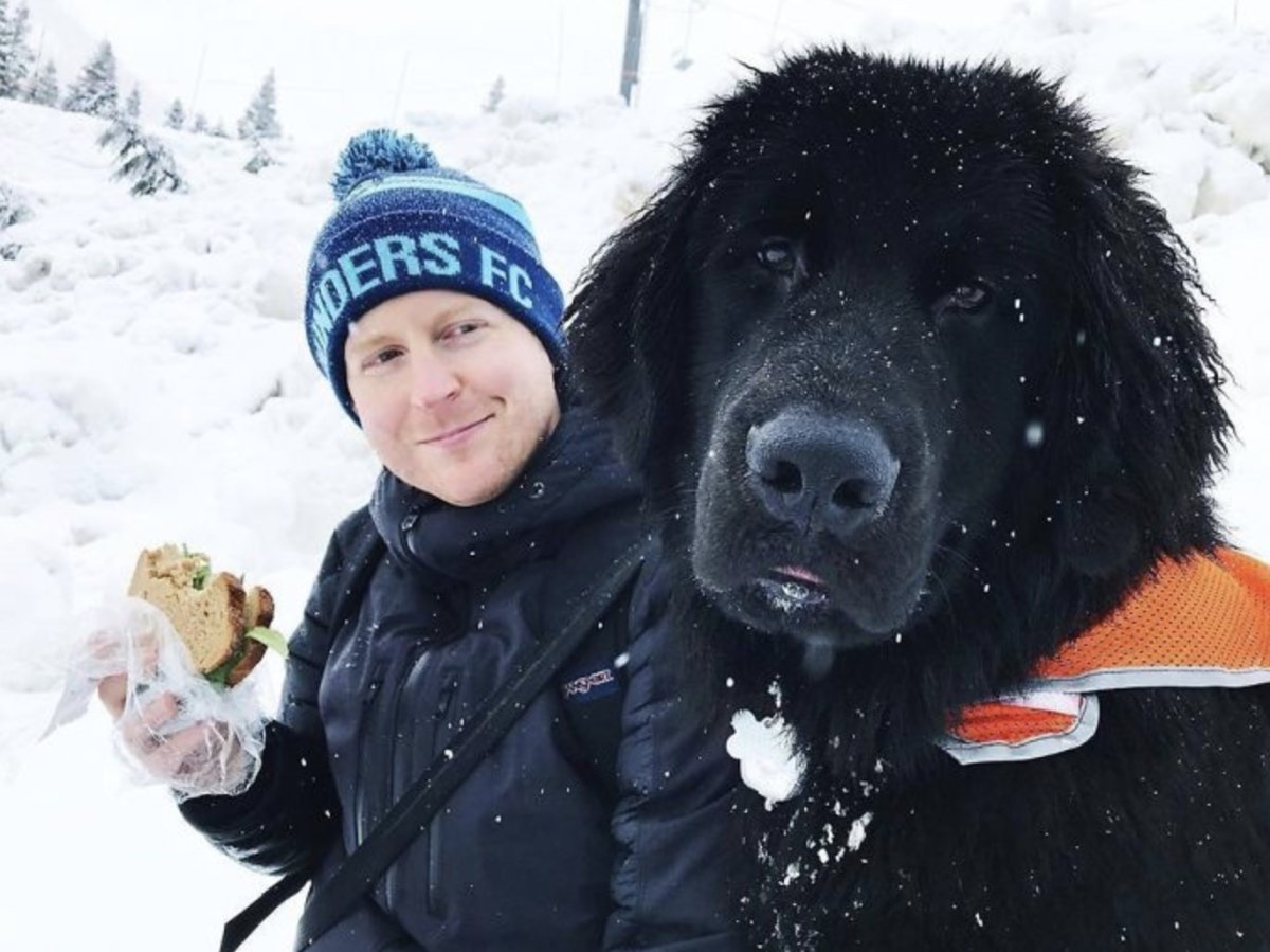 Ньюфаундленд собака